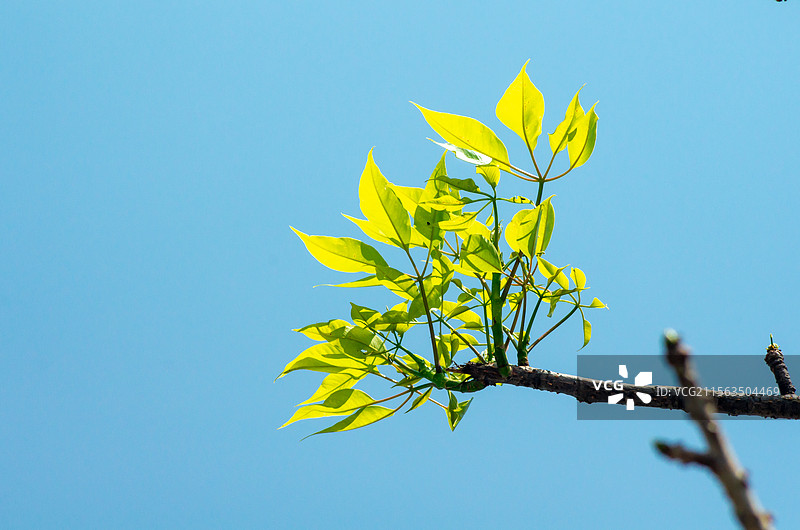 初夏珠三角结果的木棉树图片素材