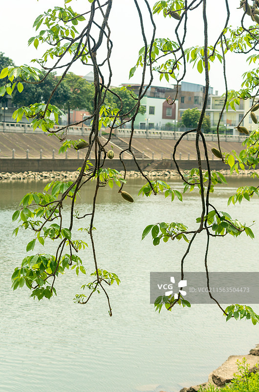 初夏珠三角结果的木棉树图片素材
