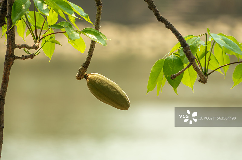 初夏珠三角结果的木棉树图片素材