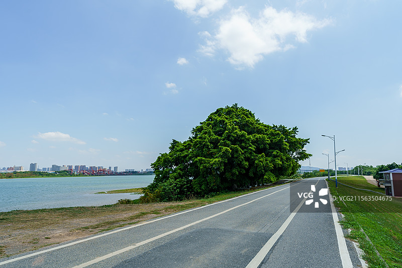 珠三角初夏的树图片素材