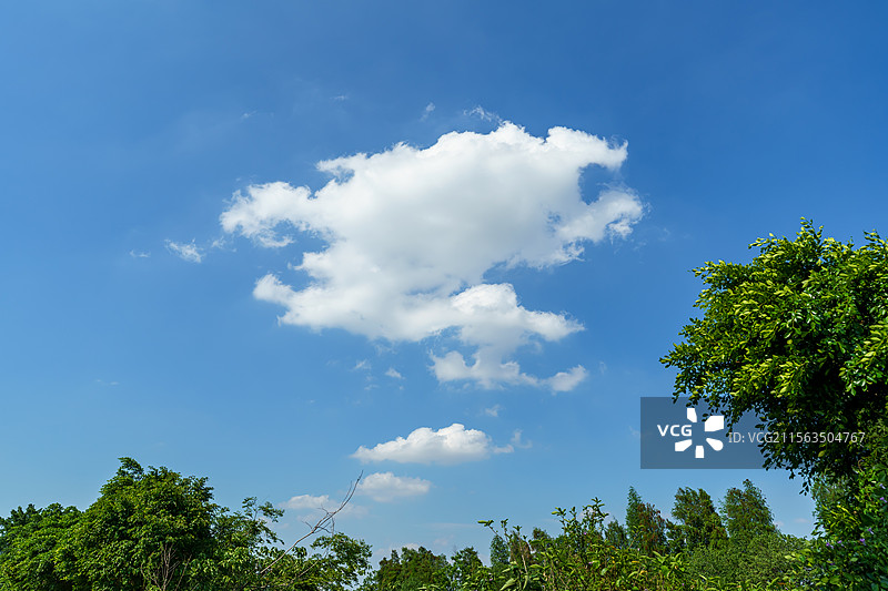 珠三角初夏的树图片素材