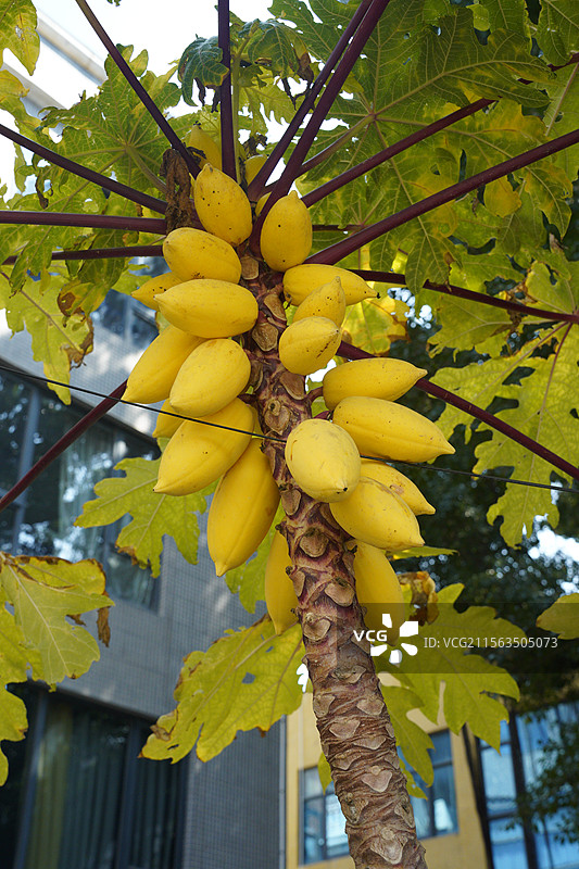 黄金木瓜图片素材