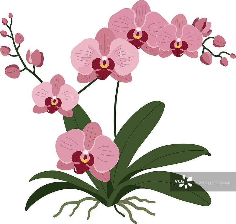 粉色兰花在细致的平面设计中图片素材