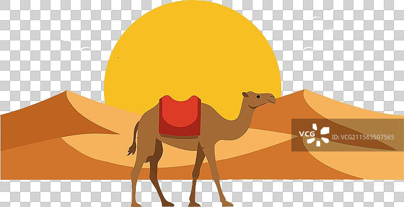 沙漠中的骆驼在温暖的阳光下行走，周围是沙子图片素材