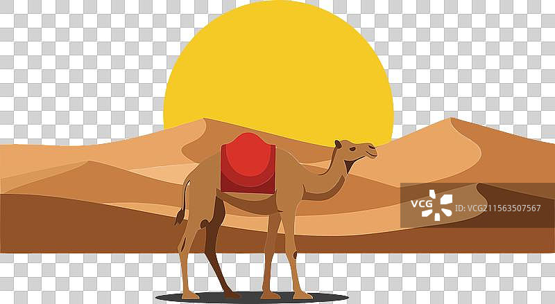 沙漠景观中的骆驼与一轮大太阳图片素材