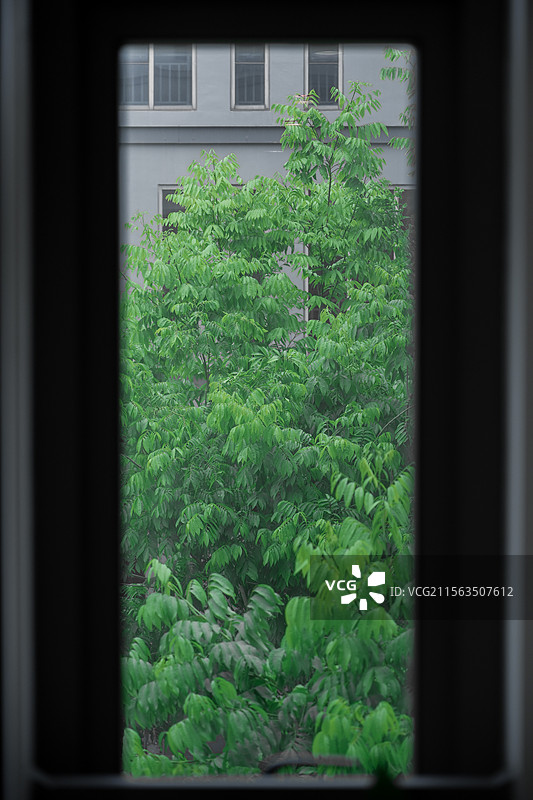 窗外的树图片素材