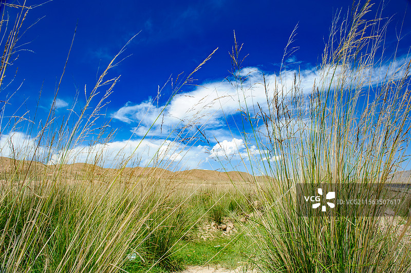 中国，青海省，春天青海湖边，低机位拍摄的沙丘草图片素材