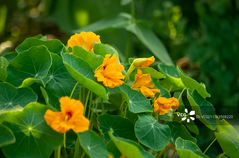 七色花图片素材