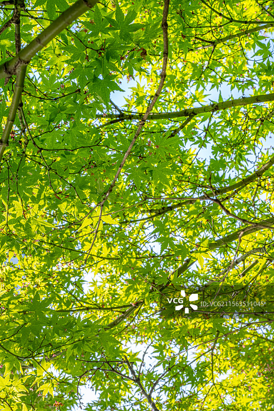 鸡爪槭 绿色枫叶中的玫红色小花 春季四月开花 上海浦东世纪公园植物图鉴 言叶之庭画风图片素材