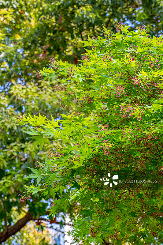 鸡爪槭 绿色枫叶中的玫红色小花 春季四月开花 上海浦东世纪公园植物图鉴 言叶之庭画风图片素材