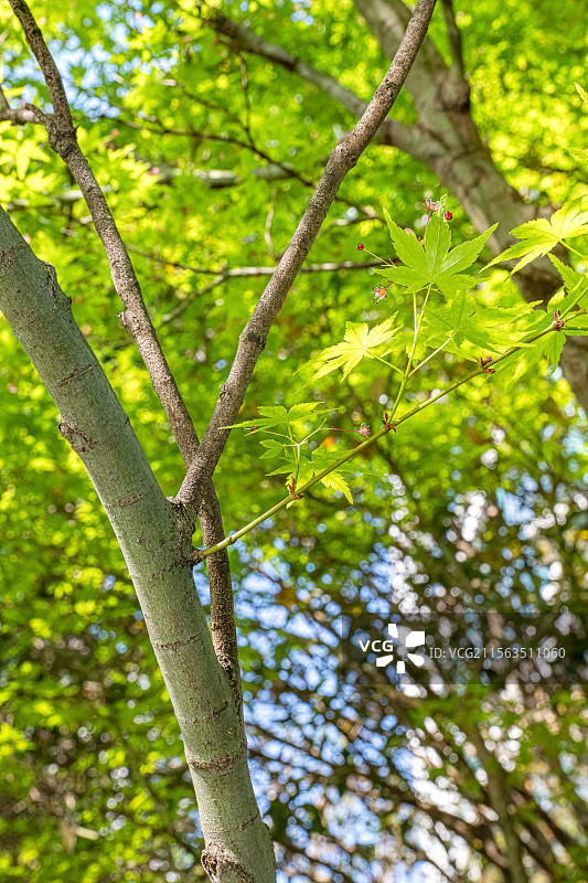 鸡爪槭 绿色枫叶中的玫红色小花 春季四月开花 上海浦东世纪公园植物图鉴 言叶之庭画风图片素材