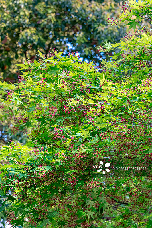 鸡爪槭 绿色枫叶中的玫红色小花 春季四月开花 上海浦东世纪公园植物图鉴 言叶之庭画风图片素材