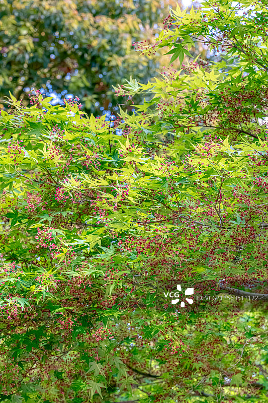鸡爪槭 绿色枫叶中的玫红色小花 春季四月开花 上海浦东世纪公园植物图鉴 言叶之庭画风图片素材