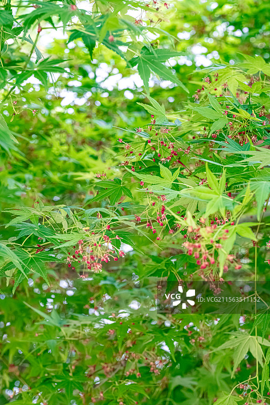 鸡爪槭 绿色枫叶中的玫红色小花 春季四月开花 上海浦东世纪公园植物图鉴 言叶之庭画风图片素材