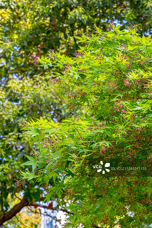 鸡爪槭 绿色枫叶中的玫红色小花 春季四月开花 上海浦东世纪公园植物图鉴 言叶之庭画风图片素材