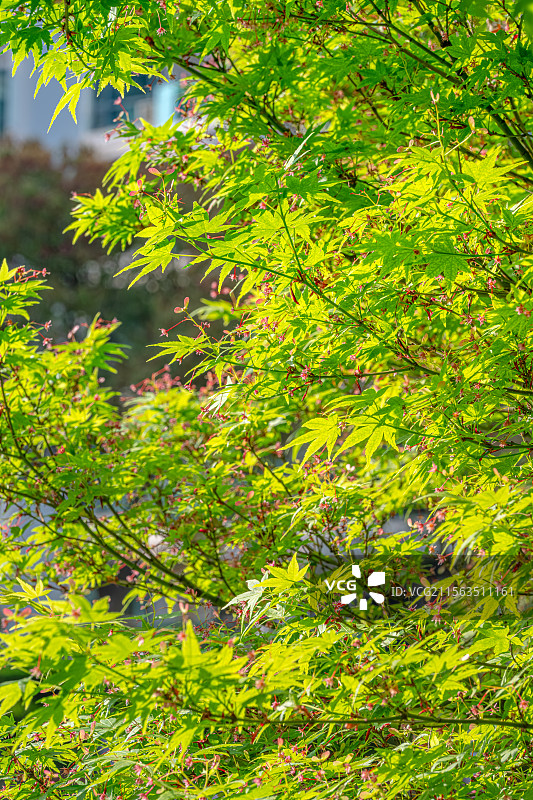 鸡爪槭 绿色枫叶中的玫红色小花 春季四月开花 上海浦东世纪公园植物图鉴 言叶之庭画风图片素材
