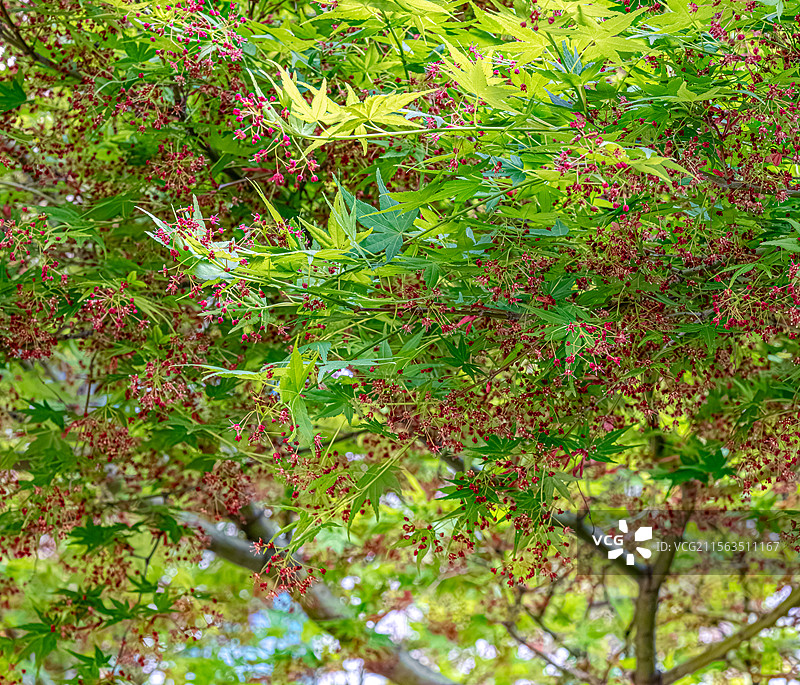 鸡爪槭 绿色枫叶中的玫红色小花 春季四月开花 上海浦东世纪公园植物图鉴 言叶之庭画风图片素材