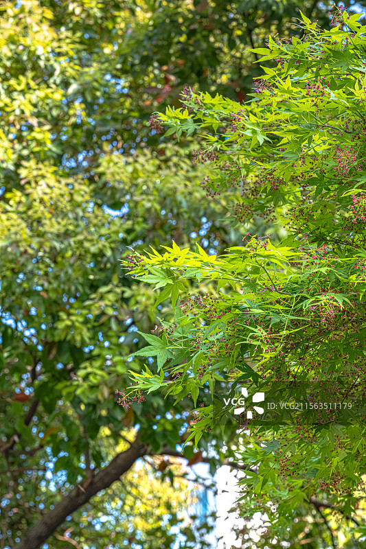 鸡爪槭 绿色枫叶中的玫红色小花 春季四月开花 上海浦东世纪公园植物图鉴 言叶之庭画风图片素材