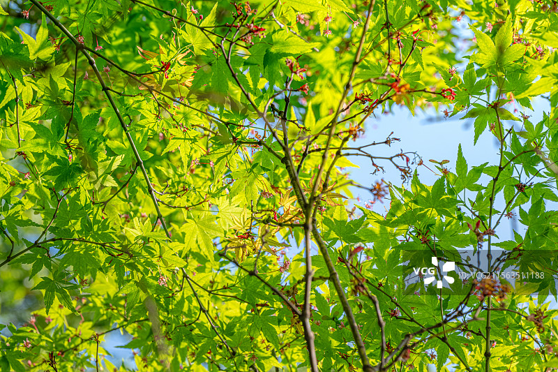 鸡爪槭 绿色枫叶中的玫红色小花 春季四月开花 上海浦东世纪公园植物图鉴 言叶之庭画风图片素材