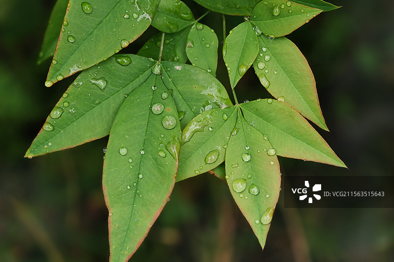 四月雨后的天南竹图片素材
