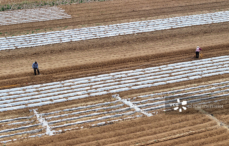 山东枣庄农民采用覆膜技术播种花生图片素材