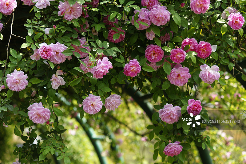 礼嘉智慧公园蔷薇花图片素材