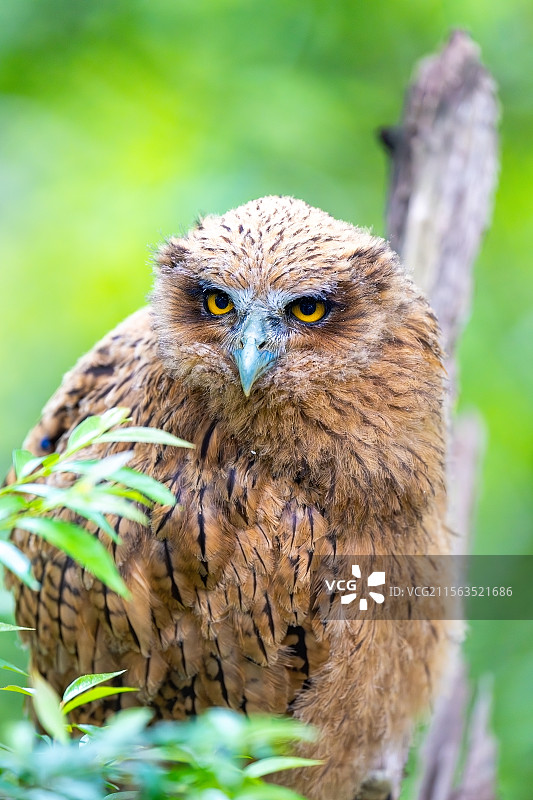 黄脚渔鸮全家三口图片素材