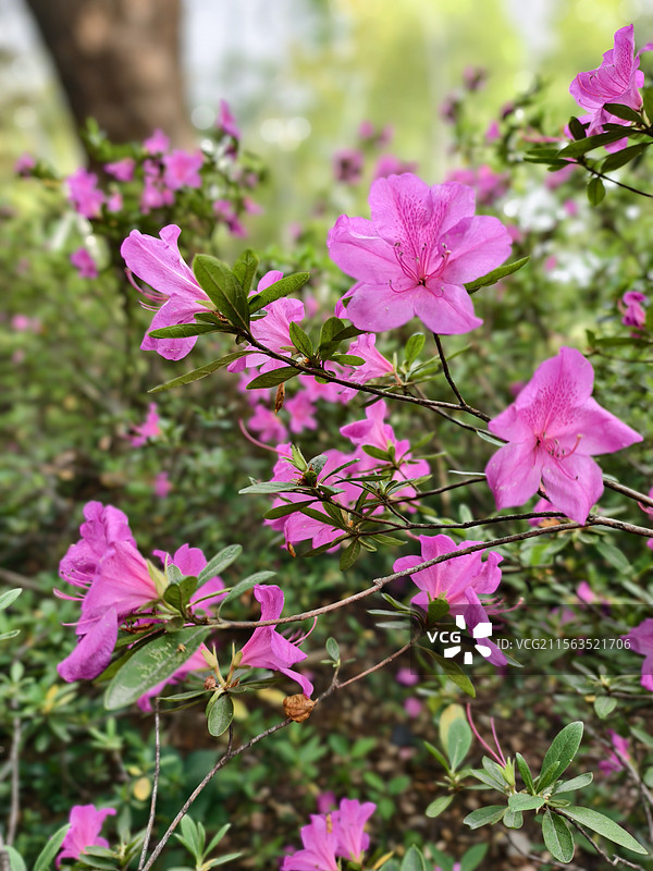 武汉东湖杜鹃园盛开的杜鹃花图片素材