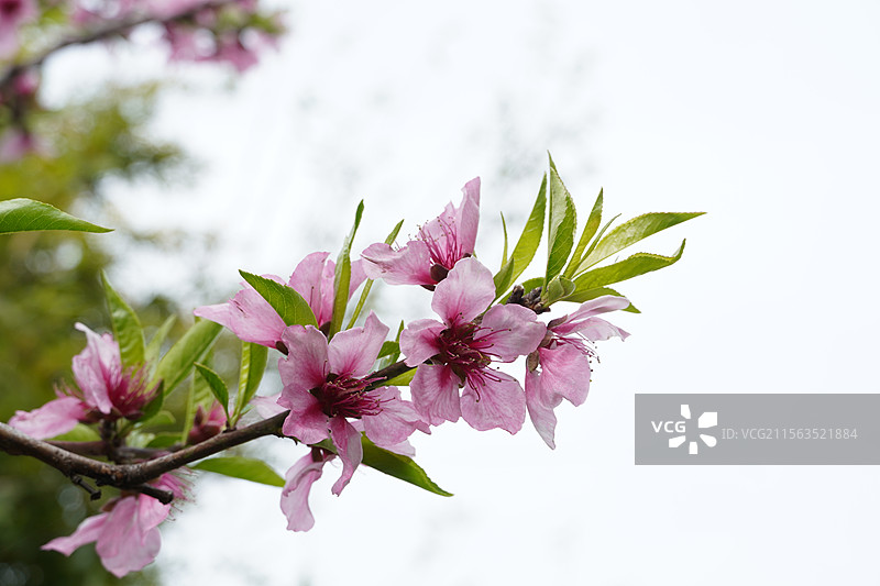 春天主题——盛开的粉色桃花图片素材