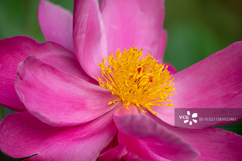 芍药花图片素材