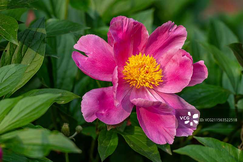 芍药花图片素材