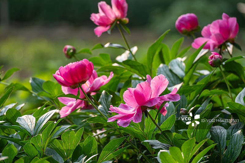 芍药花图片素材