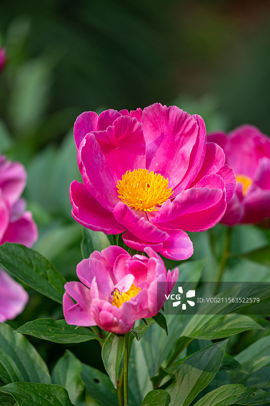 芍药花图片素材