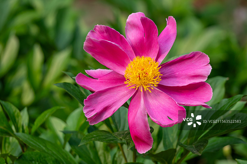 芍药花图片素材