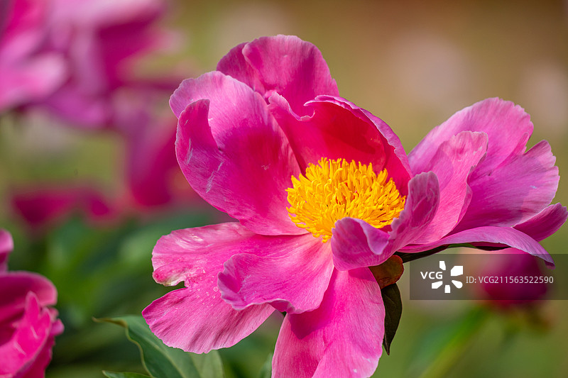 芍药花图片素材