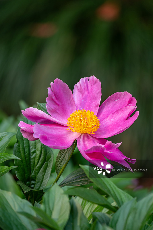 芍药花图片素材