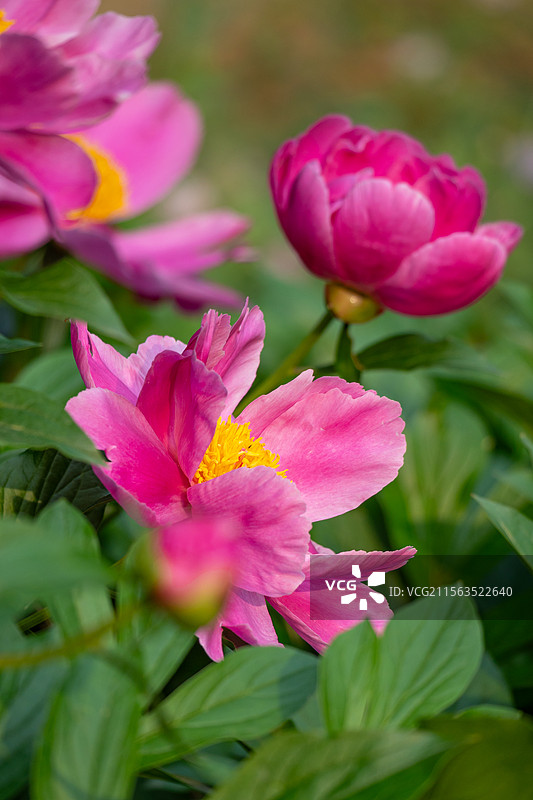 芍药花图片素材