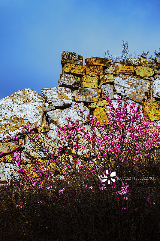 明长城春晓-榆叶梅盛开图片素材