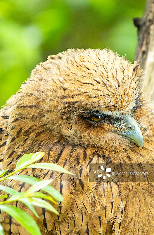 黄脚渔鸮，一家四口图片素材