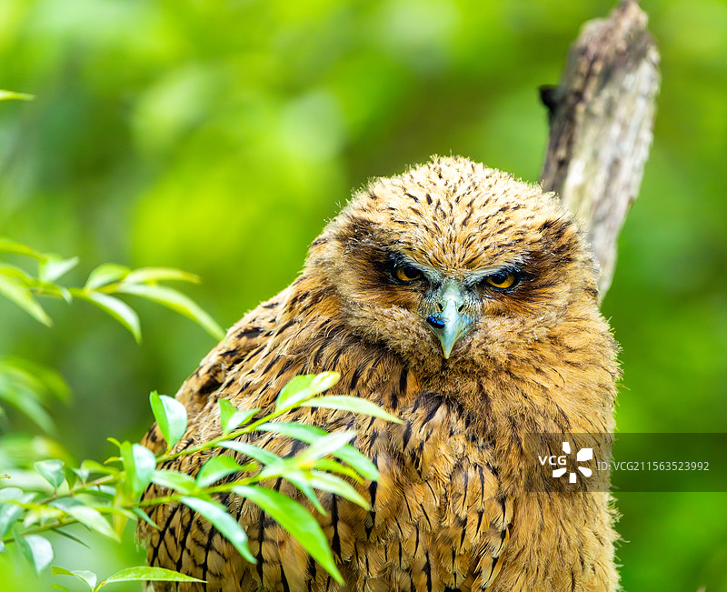 黄脚渔鸮，一家四口图片素材