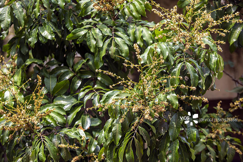 盛花期的龙眼树图片素材