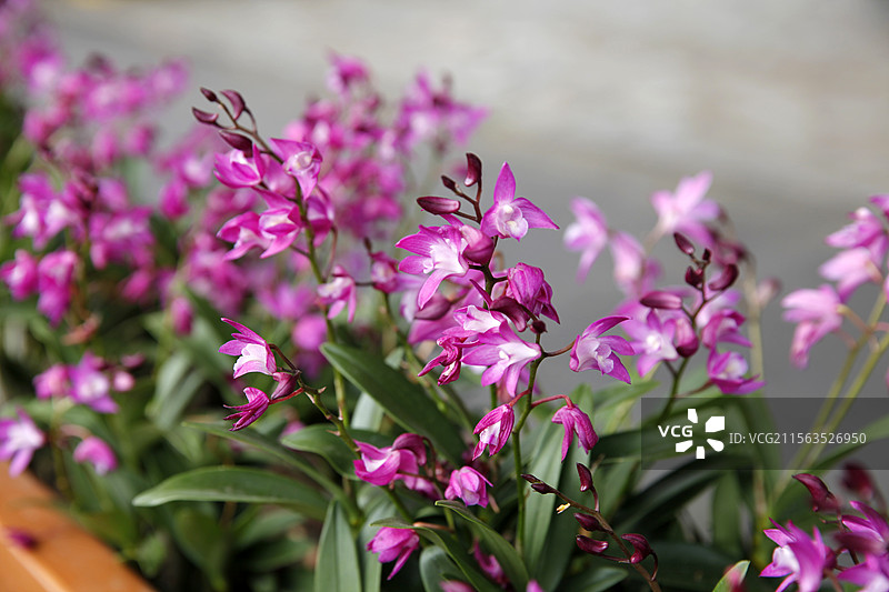 百色市右江区那西村那西印象图片素材