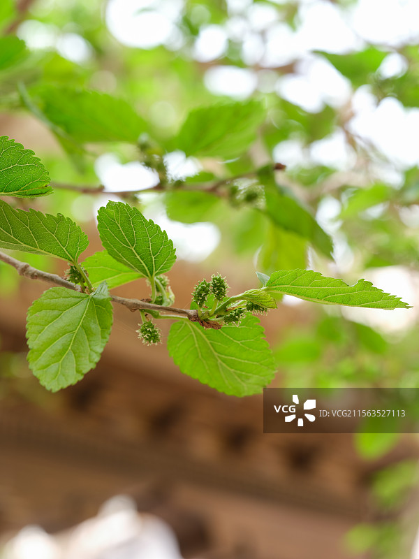 春天生长中的桑树图片素材
