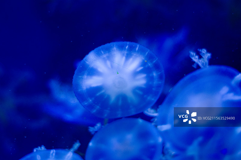 在水中飘荡的车轮水母图片素材