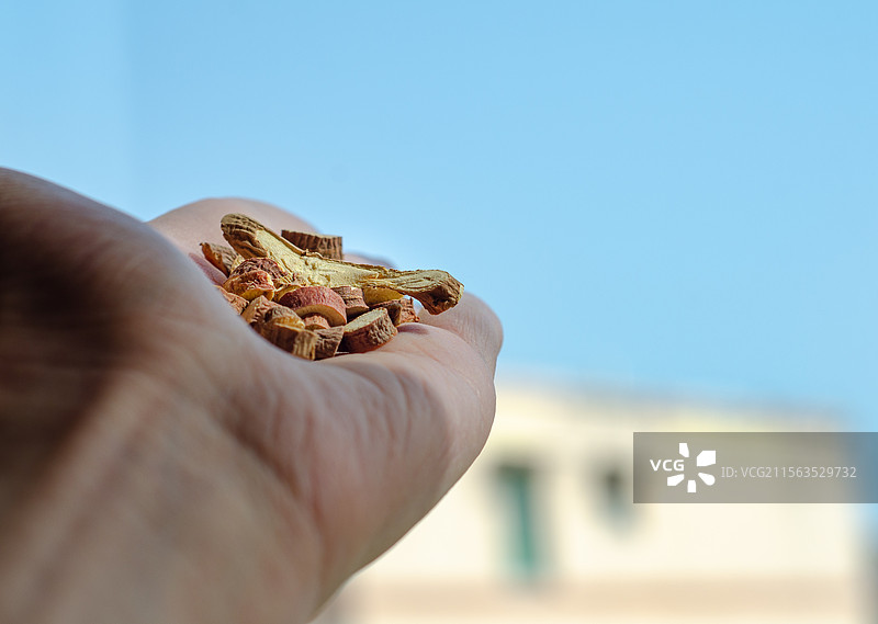 手里拿着中药材甘草图片素材