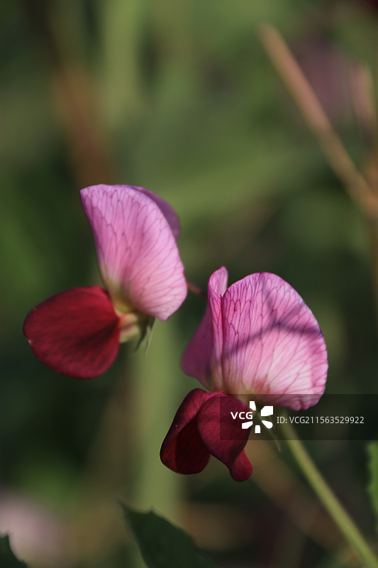 豌豆花图片素材