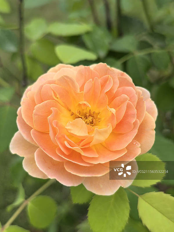 金色玫瑰图片素材