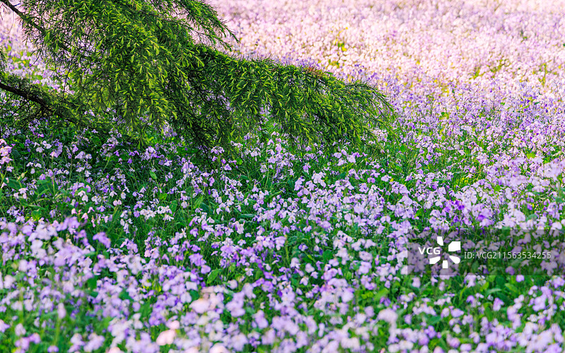 二月兰图片素材