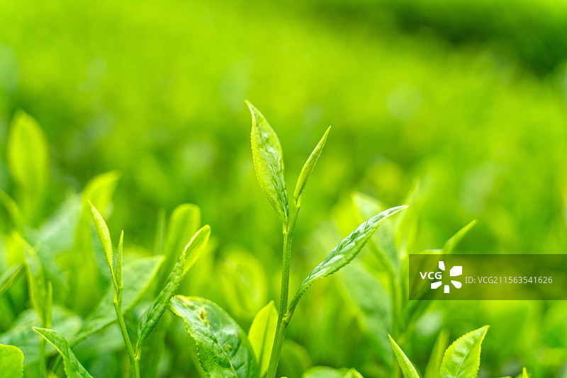 清明时节茶园里春茶嫩叶特写图片素材