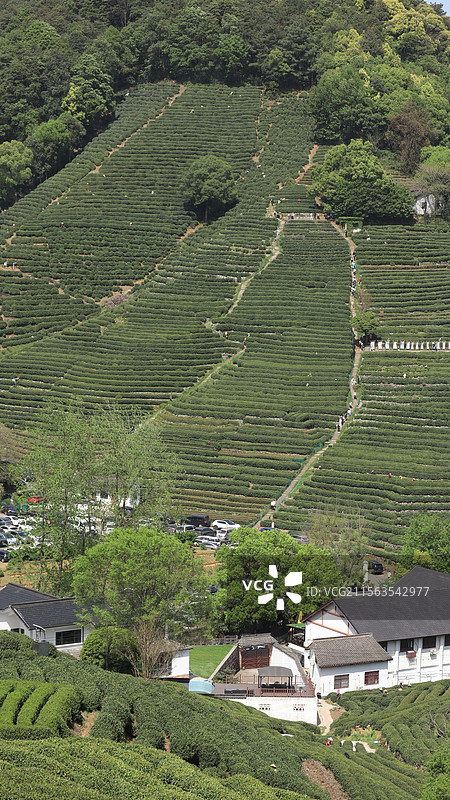 西湖龙井茶园图片素材